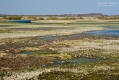 029_Biebrza - kwiecien 2010